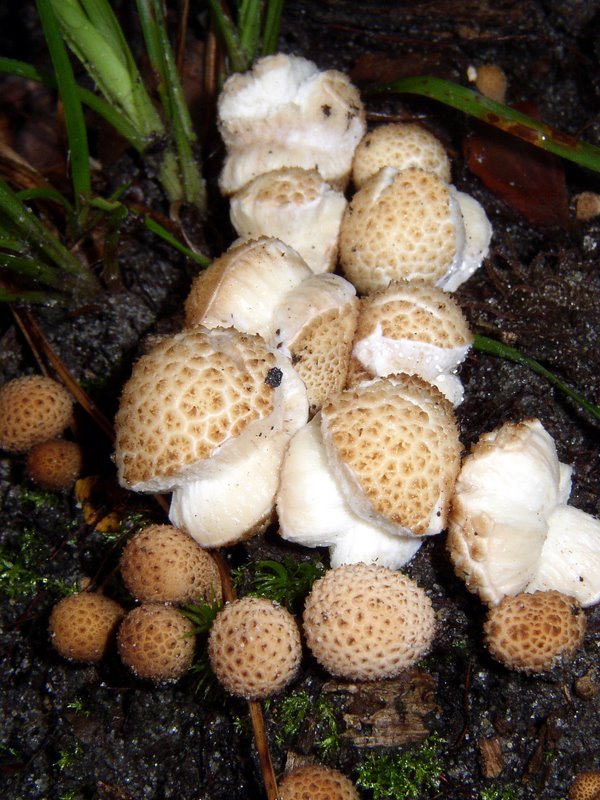 Lycoperdons perlés   Lycoperdon perlatum
